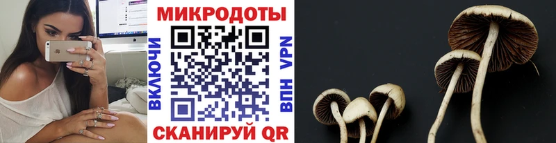 Галлюциногенные грибы Cubensis где найти Малая Вишера